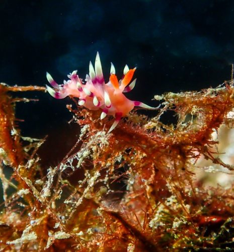 Halmahera (Ternate) & Misool (Raja Ampat) DIVING Cruise with Lambo