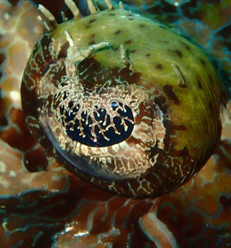Halmahera (Ternate) & Misool (Raja Ampat) DIVING Cruise with Lambo