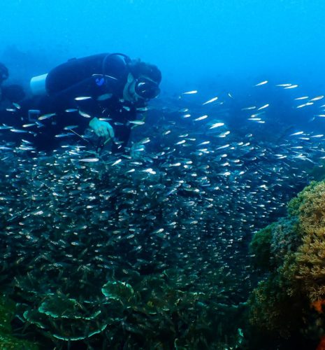 Halmahera (Ternate) & Misool (Raja Ampat) DIVING Cruise with Lambo