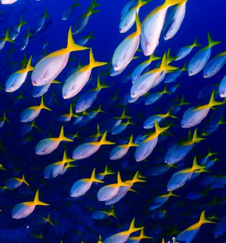 Halmahera (Ternate) & Misool (Raja Ampat) DIVING Cruise with Lambo